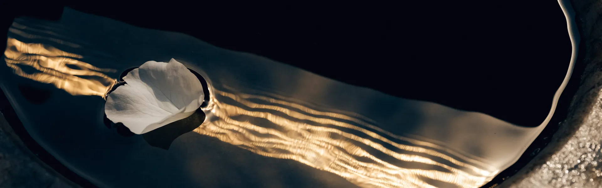 Pétalo blanco flotando en agua oscura con reflejos dorados